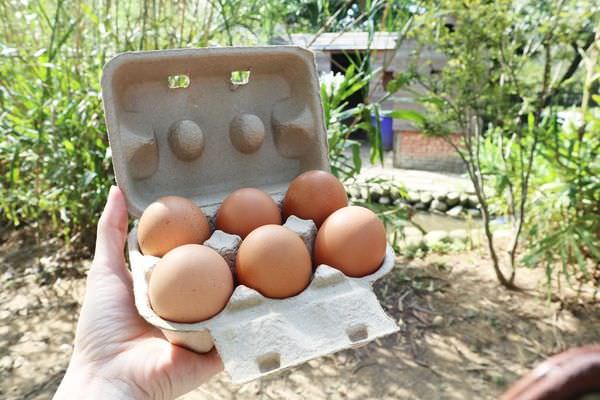 三義休閒農場撿雞蛋