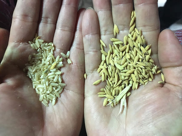 左邊是去掉稻殼的米粒